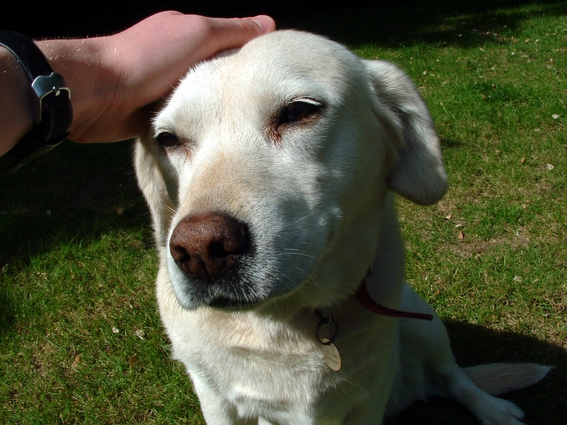 Come approcciarsi ad un cane sconosciuto