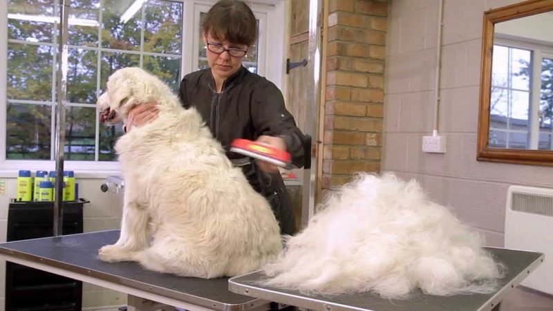 FURminator: spazzola per cani a pelo lungo o corto